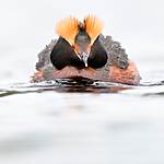 BB 10 0357 / Podiceps auritus / Horndykker